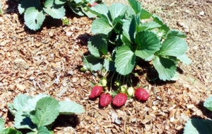 Novas regras para alimentos orgânicos beneficiam agricultores familiares morango orgnico